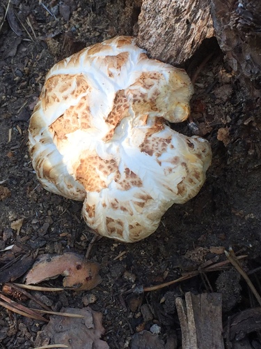 iNaturalist observation photo of Giant Sawgill