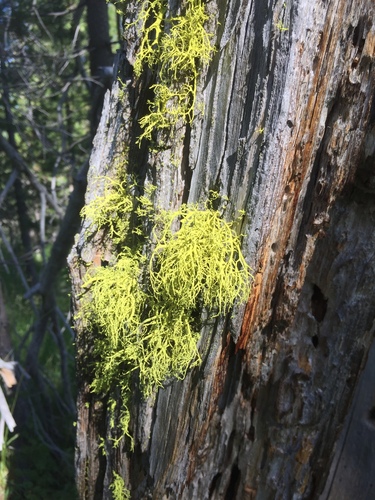 iNaturalist observation photo of wolf lichen