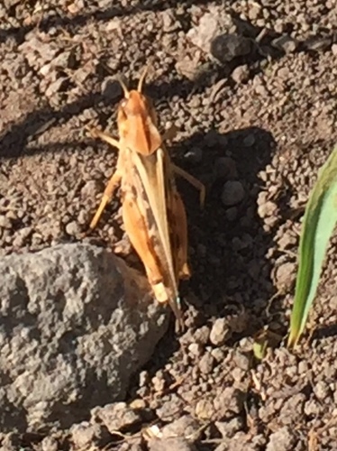 iNaturalist observation photo of Clear-winged Grasshopper