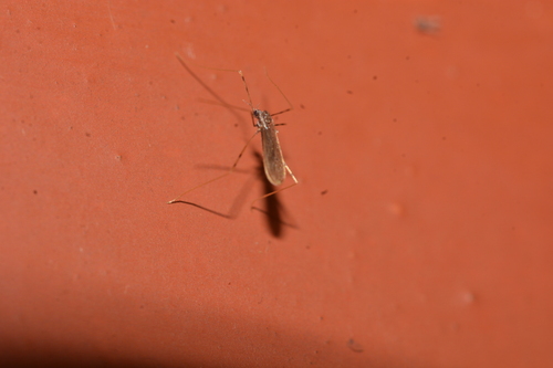 Erioptera bicinctipes