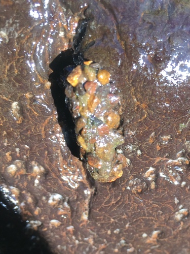 iNaturalist observation photo of Caddisflies