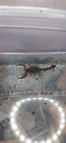Centruroides yucatanensis