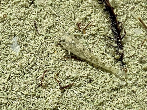 Conchos Pupfish