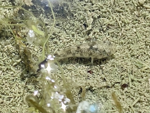Conchos Pupfish