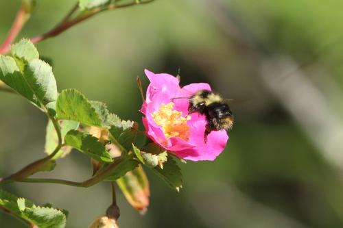 Fuzzy-Horned Bumble Bee