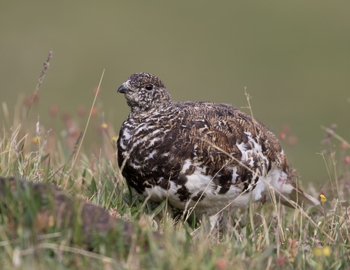 White-tailed Ptarmigan