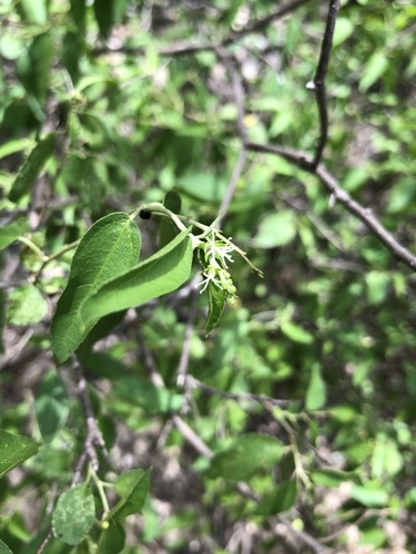 Croton mazapensis var. obtusifolius