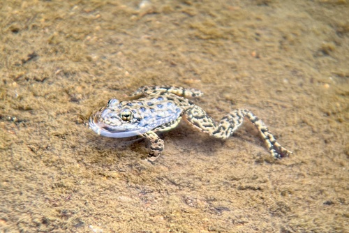 iNaturalist observation photo of Pond Frogs