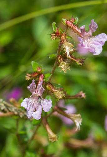 Tropical Waxweed