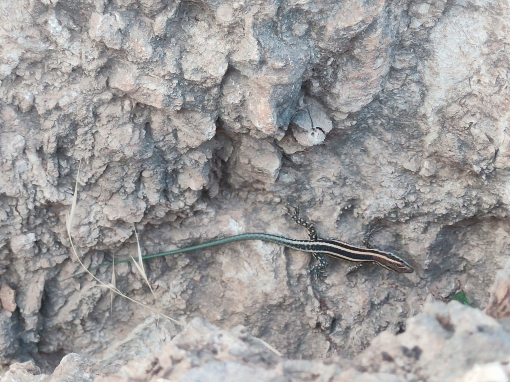 Lycian Rock Lizard