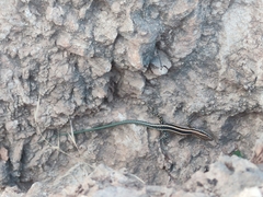 Lycian Rock Lizard