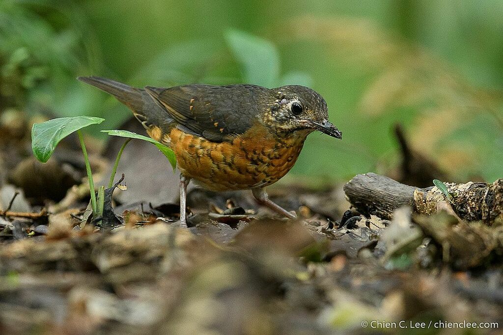 Everett's Thrush (Zoothera everetti) photo