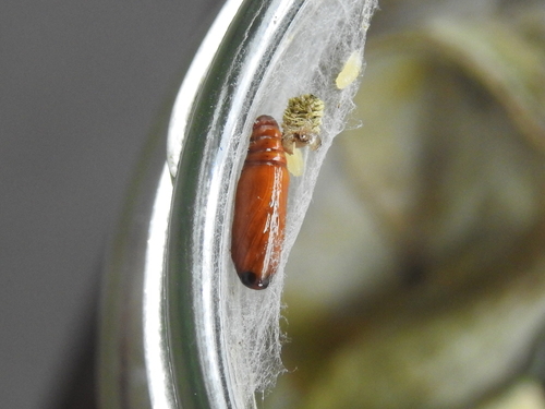 Cabbage Cluster Caterpillar