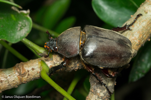 Japanese Rhinoceros Beetle (Trypoxylus dichotomus) · iNaturalist