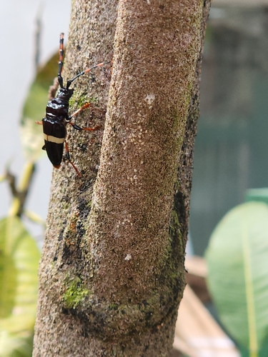 Trachyderes succinctus