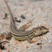 Spiny-footed Lizard - Photo (c) Mário Estevens, all rights reserved