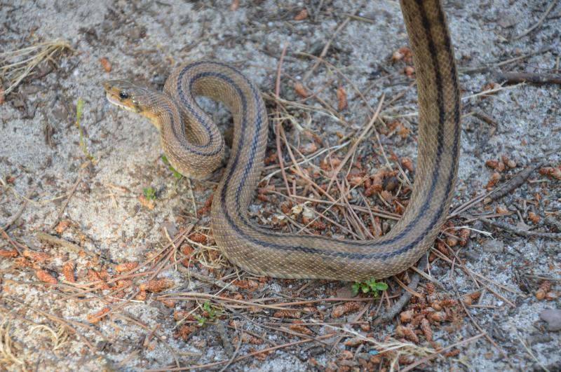 Ladder Snake from Portugal Mata Nacional dos Medos on May 31, 2014 by