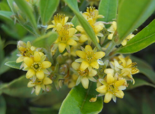 Cloezia artensis