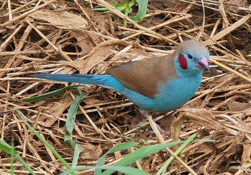 Red-cheeked Cordonbleu