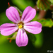 Geranium Family - Photo (c) Valter Jacinto, all rights reserved, uploaded by Valter Jacinto