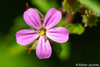 Geranium Family - Photo (c) Valter Jacinto, all rights reserved, uploaded by Valter Jacinto