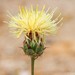 Centaurea occasus - Photo (c) Valter Jacinto, all rights reserved, uploaded by Valter Jacinto