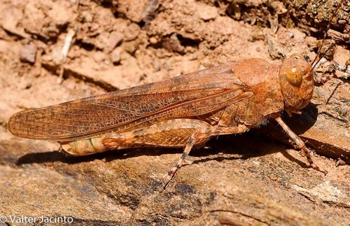 Desert Sand Grasshopper