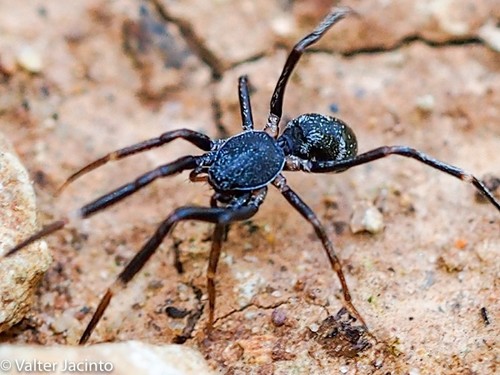 Liophrurillus flavitarsis (Lucas, 1846)