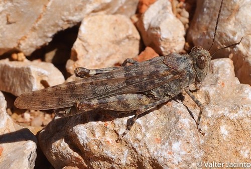 Desert Sand Grasshopper