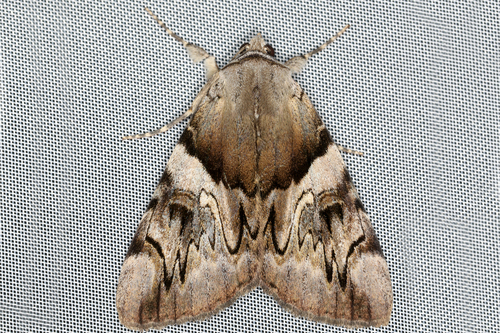 Catocala fulminea