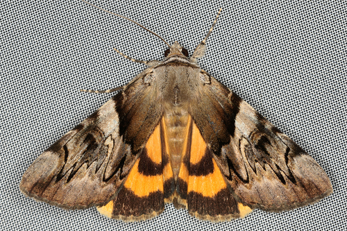 Catocala fulminea