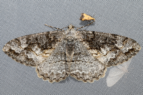 Mottled Beauty