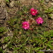 Mammillaria wiesingeri - Photo (c) Juan Carlos Garcia Morales, kaikki oikeudet pidätetään, uploaded by Juan Carlos Garcia Morales