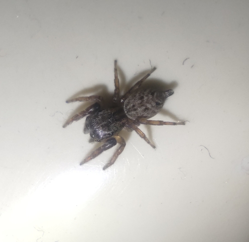 Hisukattus