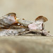 Pink-patched Looper Moth - Photo (c) David Beadle, all rights reserved, uploaded by David Beadle