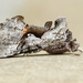 Epigaea Looper Moth - Photo (c) David Beadle, all rights reserved, uploaded by David Beadle