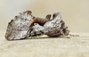 Epigaea Looper Moth - Photo (c) David Beadle, all rights reserved, uploaded by David Beadle