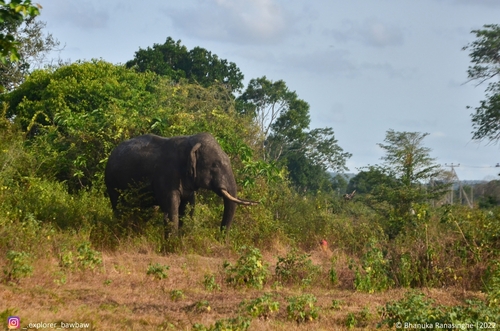 Sri Lankan Elephant