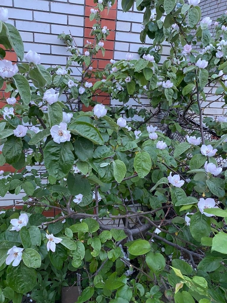 Quince from Целинная улица, Кузнецк, Пензенская область, RU on May 24 ...