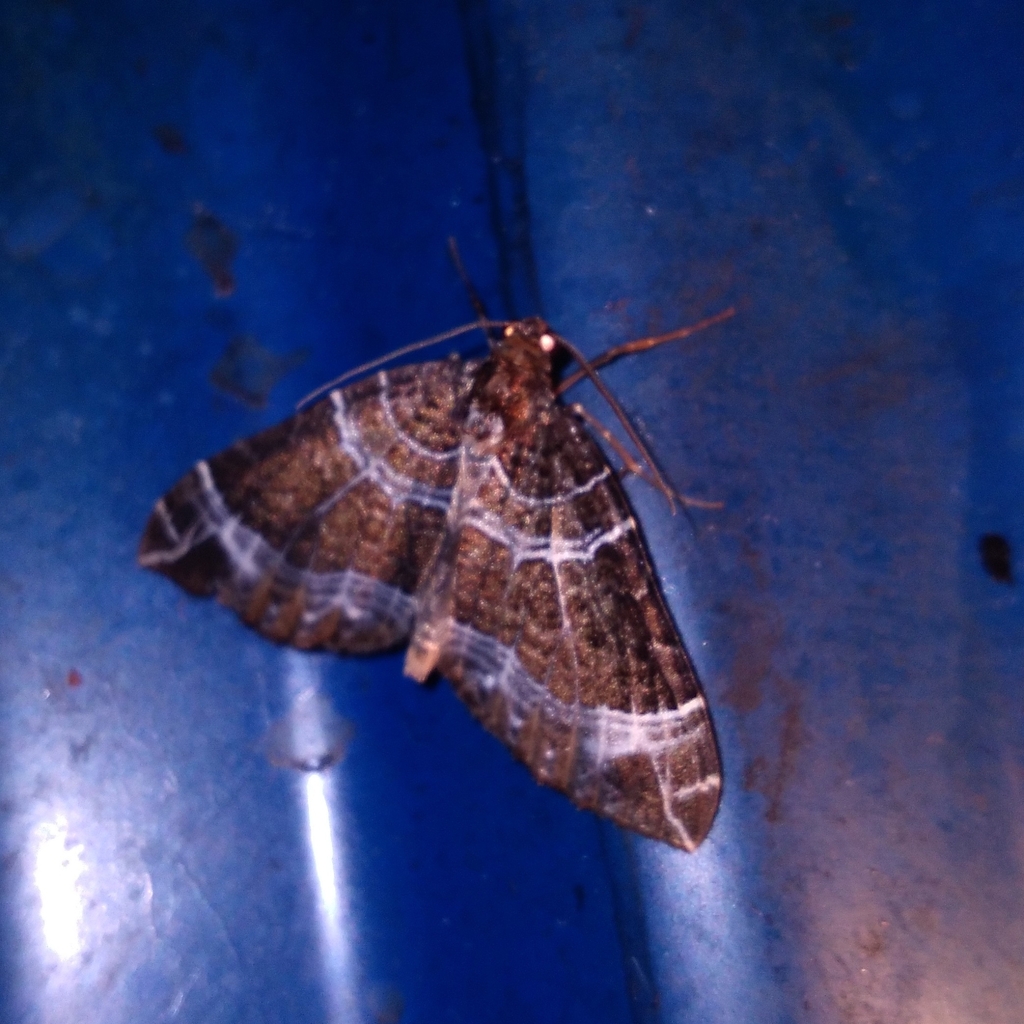 Carpet Moths from Darjiling, INWB, IN on July 31, 2022 at 0730 PM by