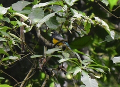 Trogon rufus image