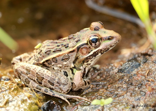 Transverse Volcanic Leopard Frog