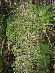 Image of Epidendrum isomerum
