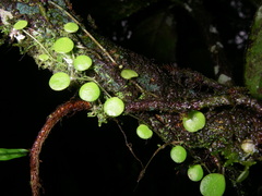 Peperomia rotundifolia image