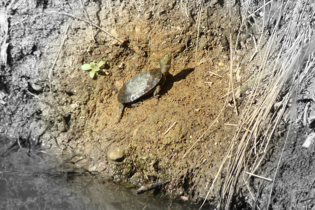 Mediterranean Pond Turtle from Quinta do Lago, Faro, Portugal on June ...