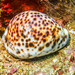 Tiger Cowry - Photo (c) Lesley Clements, all rights reserved