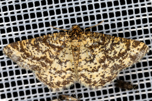 Heliomata glarearia