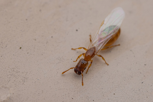 柱头举腹蚁Crematogaster cylindriceps