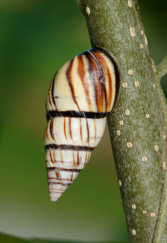 Lined Treesnail