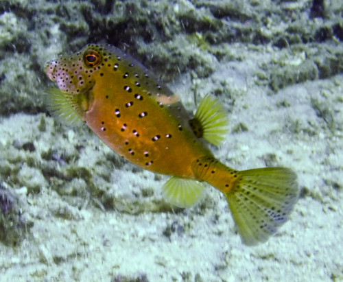 Yellow Boxfish